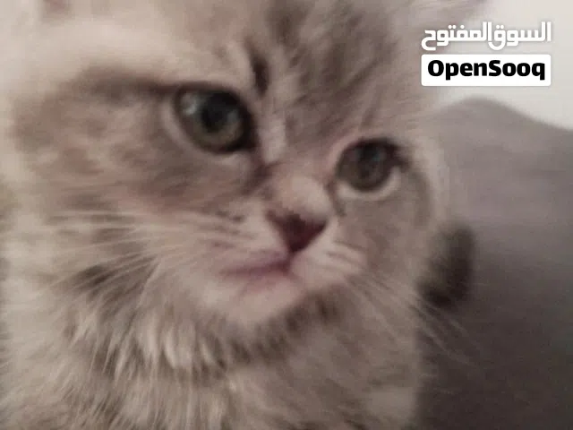 بيع قطة نوع بريتش لونغ هير