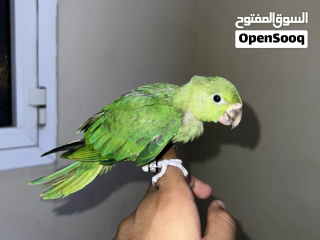 فرخ متوه نهايه غر    الوصف مهم