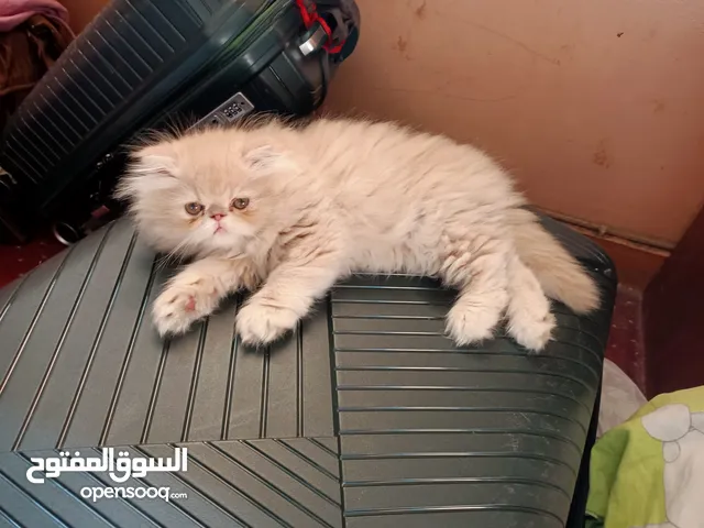 قط بيرشن فان كريم للبيع