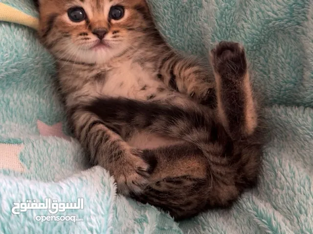 مكس بينScottish fold و Siberian