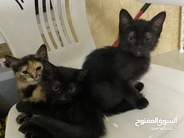 Black cats for adoption  قطط سوداء للتبني