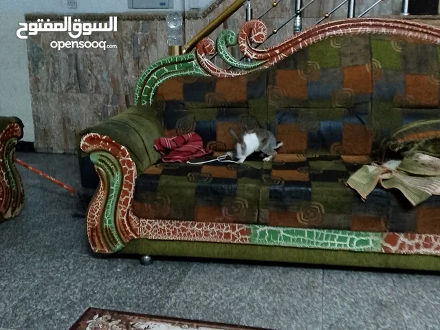 ارانب ابيض وملون