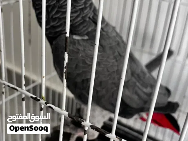 السلام عليكم ببغاء زنجباري
