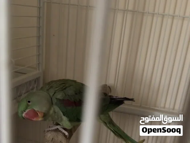 دره نيبالي حجم جانبو أليف
