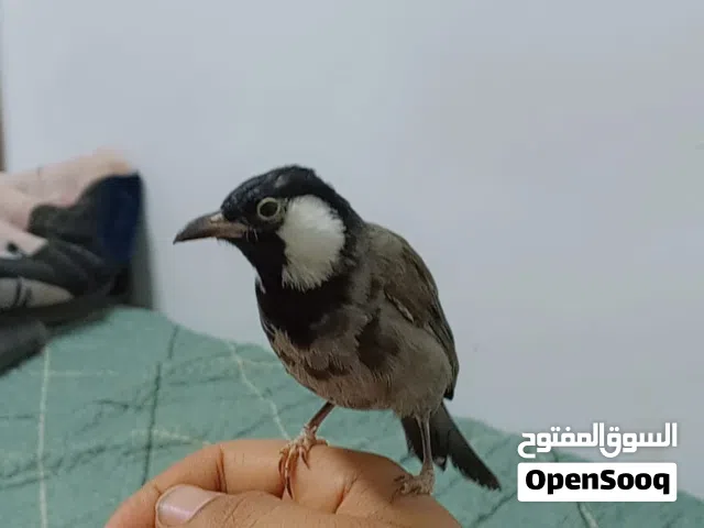 بلبل غرابي فحل