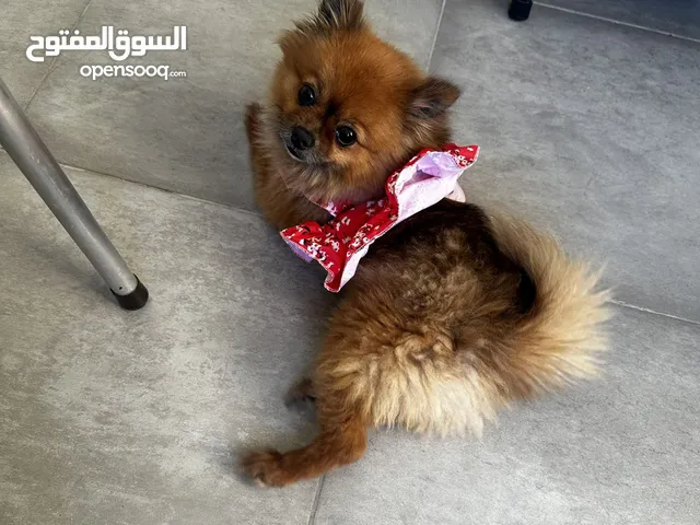 Beautiful Female Pomeranian