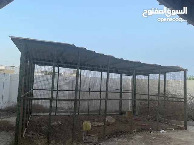 للبيع (قفص كبير جداً )للطيور السعر: 100 دينار