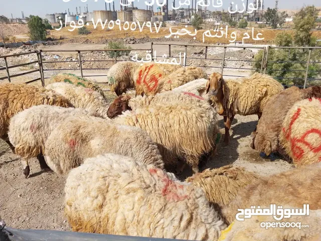 اضاحي للبيع