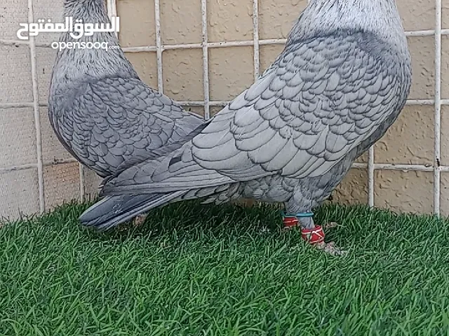 جوز حمام قرقاطي سوري