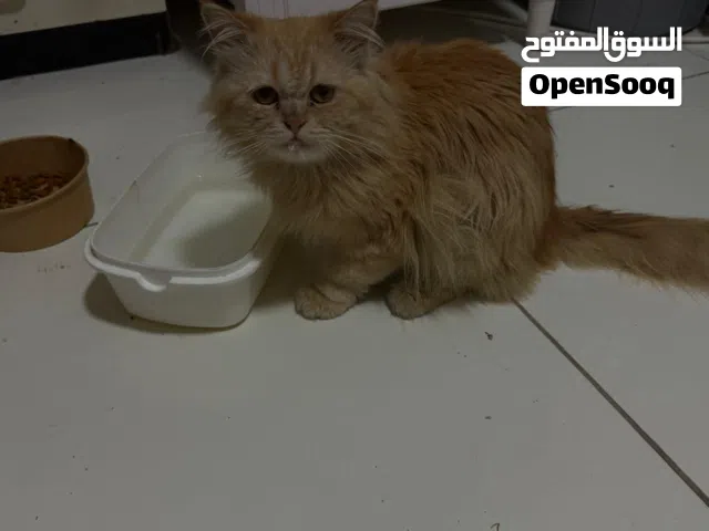 a Persian  well trained cat  for sale in very low price
