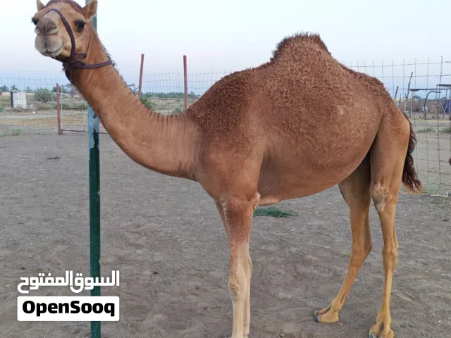 بكره حمراء سمين فول بنت 3 سنوات