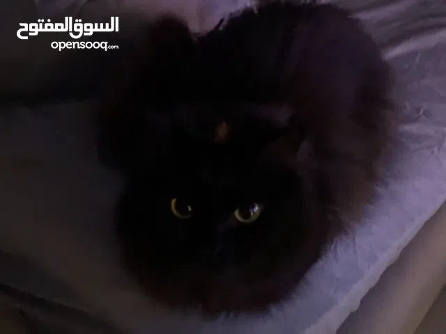 قط شيرازي ، سكوتش