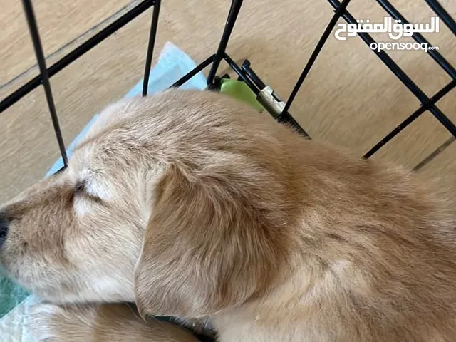 Female golden retriever