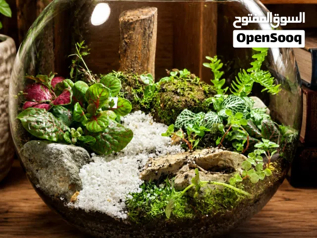 تيراريوم طبيعه في زجاجة