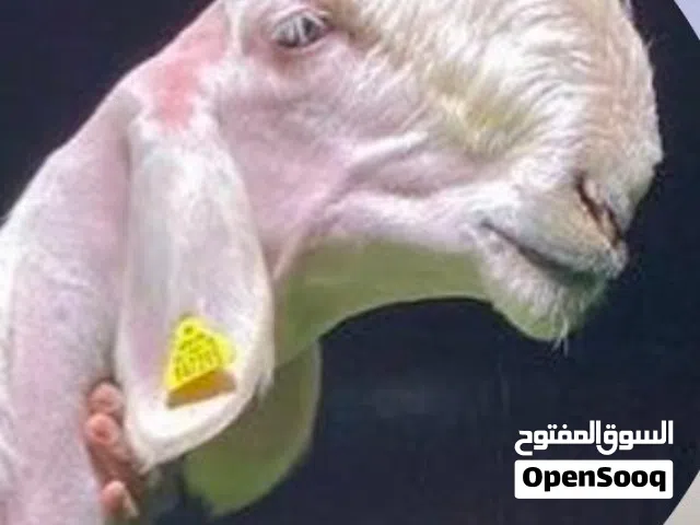 مطلوب نفس يلي فصوره