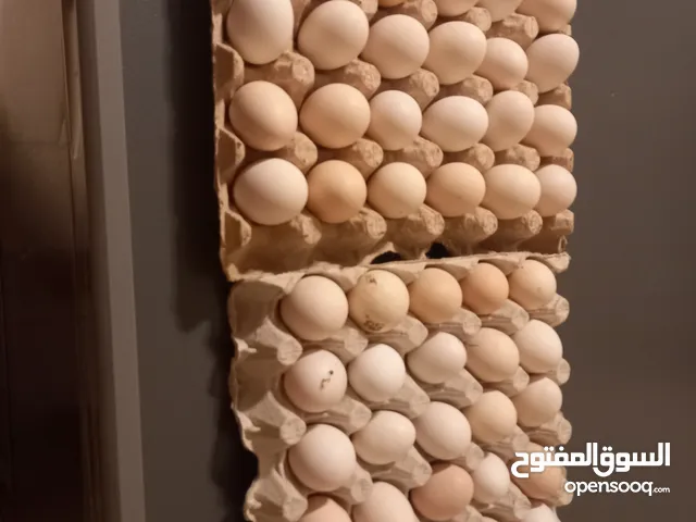 بيض عربي للبيع