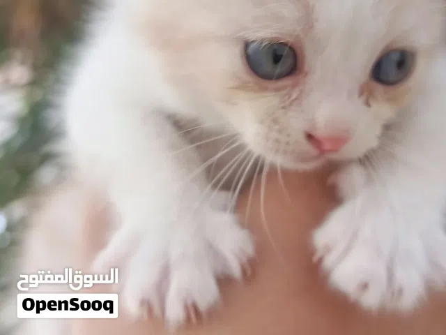 سكوتش لون مميز