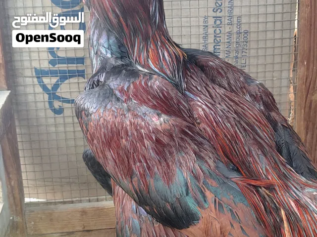 fighter pairs  for sale