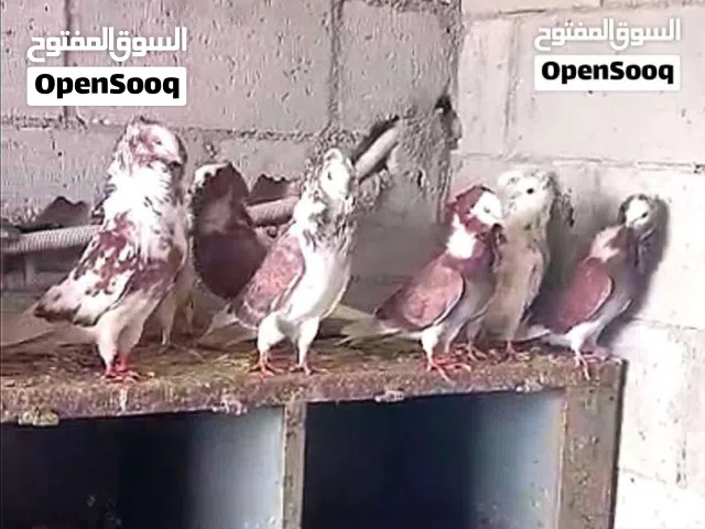 كوم حمام نخب بسعررررر حررررررررق للبيع