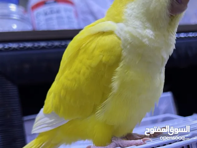 للبيع ببغاء كويكر لاتينو اصفر عيون حمر مواليد 2025