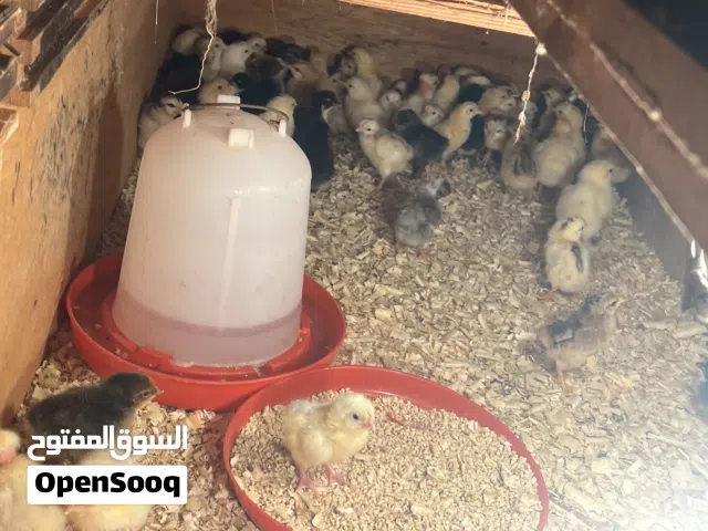 فلاليس  ًً