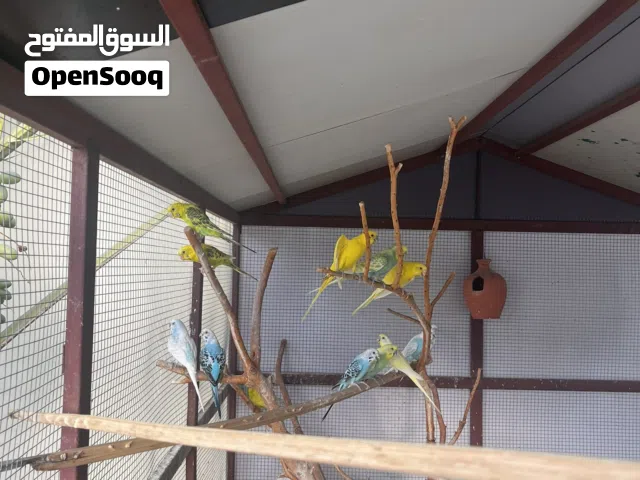 بادجي محلي للبيع ب ريالين