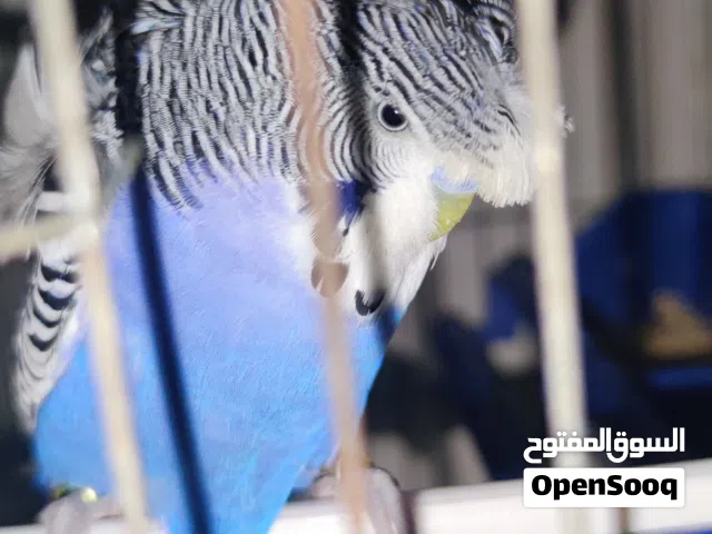 دكر هوقو لا قوه إله ب الله واتي