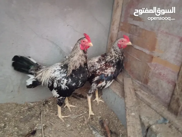 ديجين عرب خوات