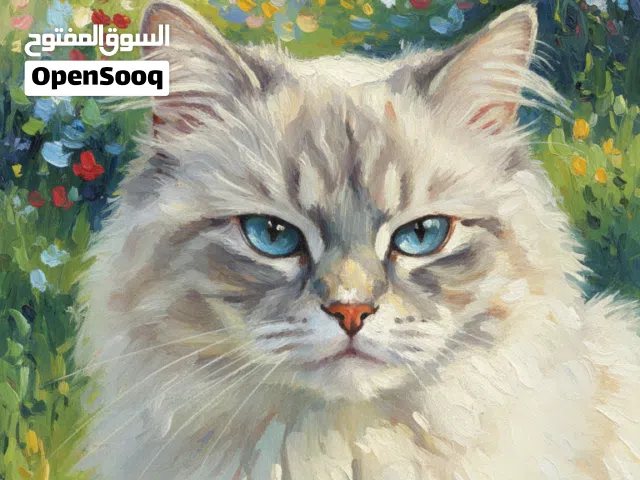 قطه هملايا معها 7مطاعيم  العمر 13شهر