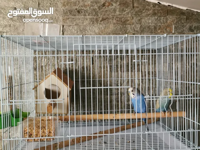 ببغاء جوز بجي