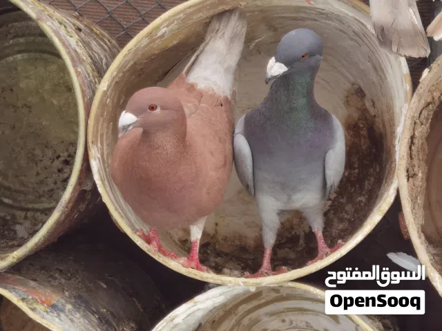 حمام هومر ازواج
