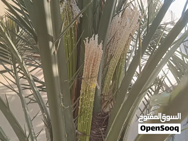 تلقيح النخل وتنسيق الحديقة وشبكات الرأي وعمل جميع انواع الزراعيه والأشجار