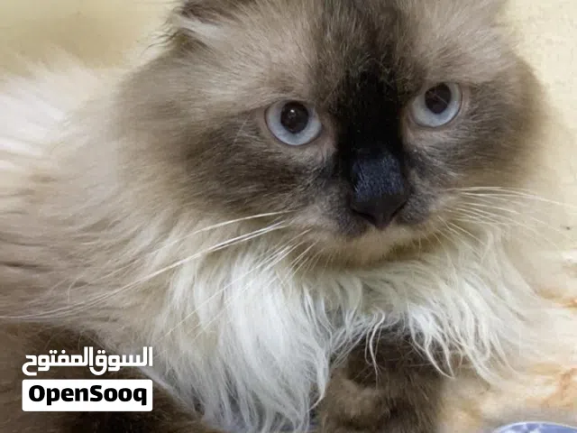 قط شيرازي مميز