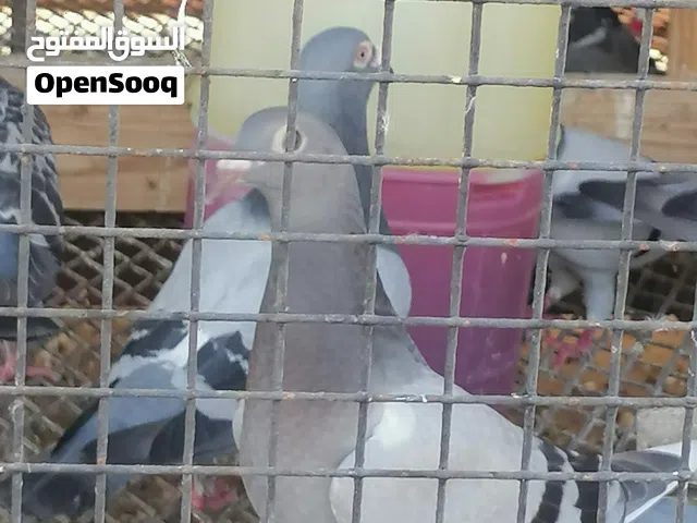 حمام زاجل  للبيع