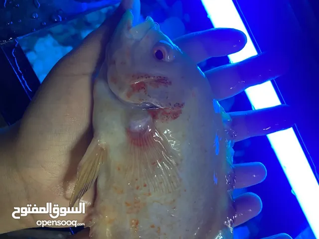 حوض اسماك 60 سم الوصف مهم