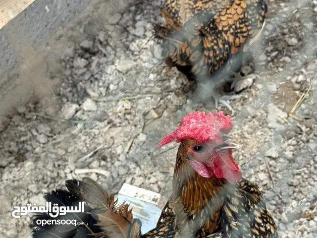 بيض اسباني