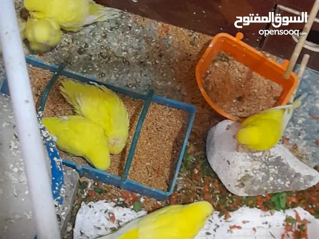 طيور حب هولندي قطعه وحده