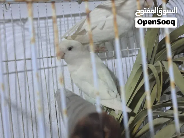 جوز روز البينو مصوقر ومضمون باذن الله