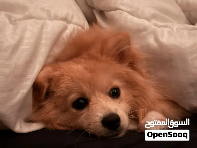 Pomeranian