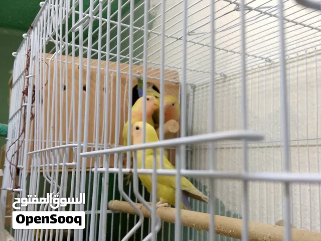 للبيع طيور روز (Lovebird)