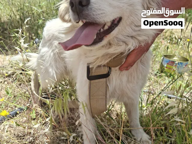 كلب للبيع لبنان