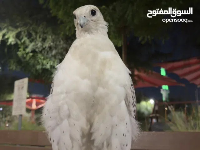 طير جير بيور ثنو للبيع