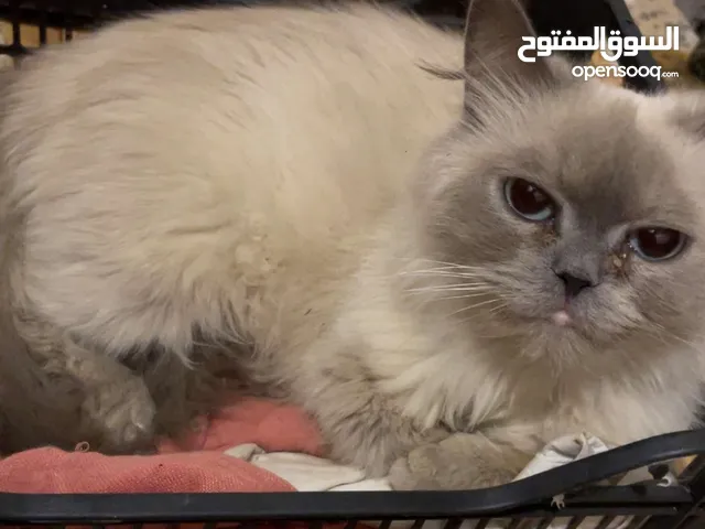 بسه شيرازي