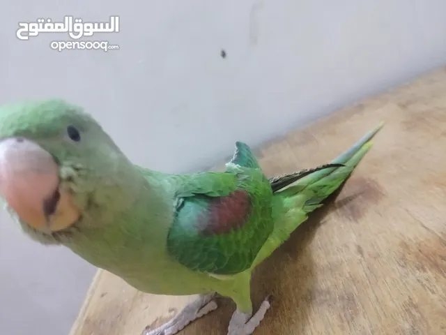 ببغاء دره نيبالي(امريكي) عمر 4 اشهر تقريبا اليف طينه