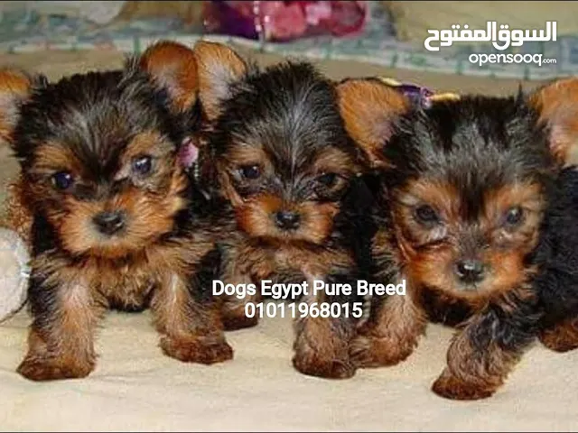 جراوي مني يوركشاير للبيع