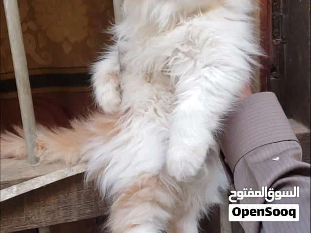 قطط شيرازي للبيع