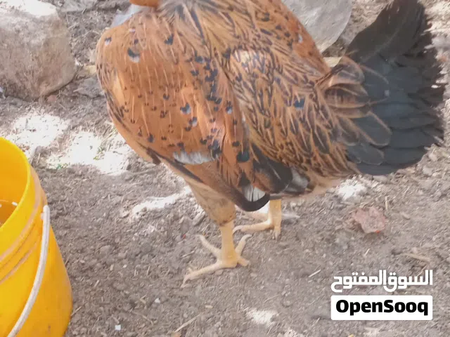دجاجه عرب ام ركيبه