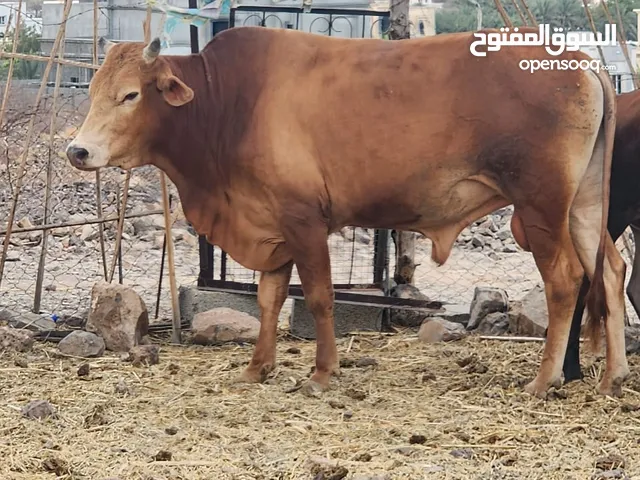 حلال دار ثور محلي وبقره محليه عشار منه الحلال واضح ف صور ماشاء الله عليهن حجم مد وشور
