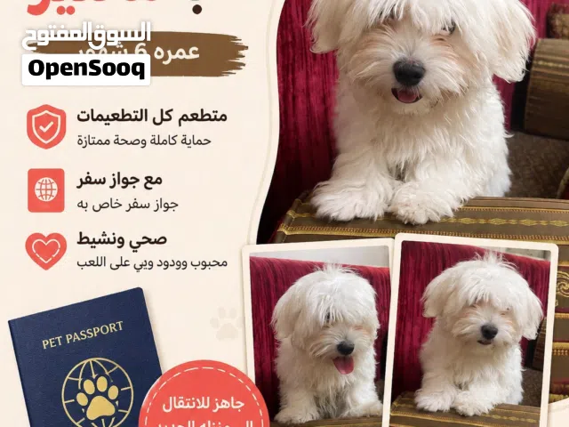 كلب مليتز العمر 5 شهور