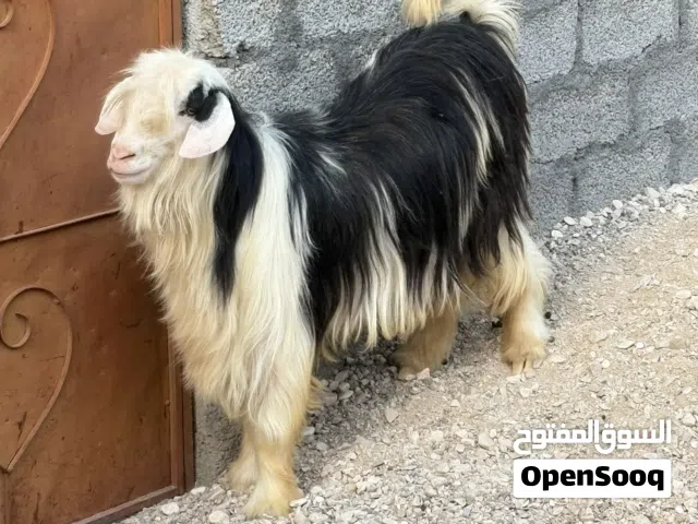 تيس رحبي اصل هديد حار على الحلال وأموره طيبه